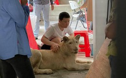 Lỡ khoe nuôi sư tử lên mạng xã hội, TikToker bị tịch thu “boss” cưng ngay tức khắc