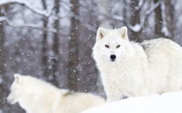 Khám phá bí mật của loài sói Bắc Cực