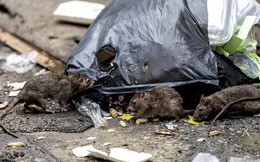 Thành phố New York đăng tin tuyển ‘dũng sĩ diệt chuột’, bằng đại học là yêu cầu tối thiểu, thu nhập lên tới 170.000 USD