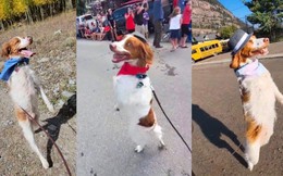 Dexter - Chú chó gây hiếu kỳ khi có thể đi hai chân như con người