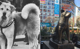 Những chuyện ít người biết về Hachiko - chú chó đứng ở sân ga 10 năm đợi chủ đã trở thành biểu tượng của lòng trung thành