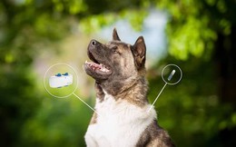 Tại sao Nhật Bản quyết định sử dụng "thẻ căn cước" cho thú cưng?