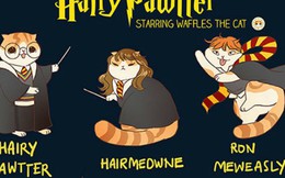 Khi các nhân vật nổi tiếng biến hóa thành mèo ú: Harry Potter hay công chúa Disney đều dễ thương miễn bàn