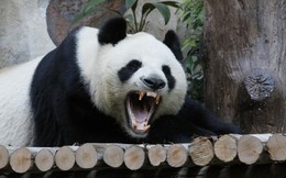 Gấu trúc khổng lồ có vẻ ngoài rất dễ thương, tại sao người xưa không thuần hóa làm thú cưng?