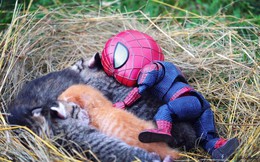 Hài hước cảnh Spider-Man đánh vật với thú cưng của mình
