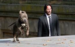 Ảnh hậu trường: Chó cưng của "ông kẹ" tái xuất trong John Wick 3
