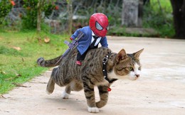 Vui là chính: Khi Spider-Man cùng "biệt đội thú cưng" đi giải cứu thế giới