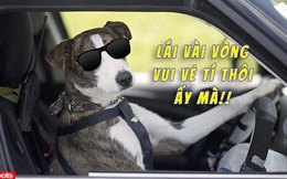 Bị chủ vô ý nhốt trong ô tô, chú chó "lái" luôn chiếc xe chạy lòng vòng cho vui
