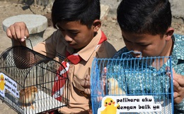 Học sinh Indonesia phải nuôi gà để… cai nghiện smartphone
