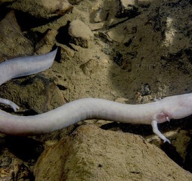 Loài kỳ giông 'lười nhất quả Đất': 7 năm mới thèm di chuyển một lần, ăn một bữa no một thập kỷ