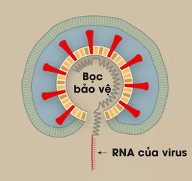 [Infographic] Covid-19 lây nhiễm tế bào phổi như thế nào? Tại sao nó lại nguy hiểm vậy?