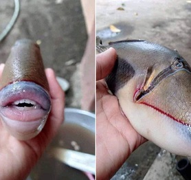 Cư dân mạng thích thú với con cá 'sở hữu bờ môi căng mọng' y như con người