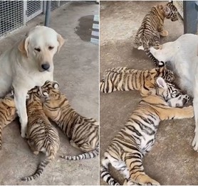 Chó nuôi hổ, cho bú tận tình tới khi lớn và cái kết khiến cộng đồng mạng bất ngờ