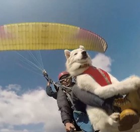 Được nhảy dù, chú chó Husky “phê” ra mặt, tận hưởng cảm giác chill, trong khi người sợ độ cao "khóc thét"