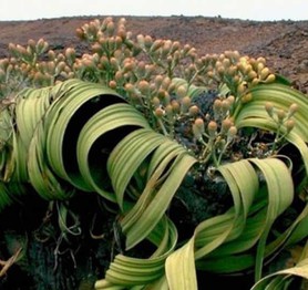 Welwitschia mirabilis: Loài thực vật cổ xưa có khả năng tồn tại hàng nghìn năm