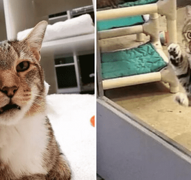 Chú mèo bị cho vào phòng biệt giam vì chuyên đi mở cửa giải cứu đồng đội chạy ra ngoài chơi