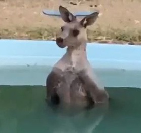 Lại là nắng nóng ở Úc: Con kangaroo thản nhiên lao vào bể bơi nhà dân để ngâm mình cho nó mát