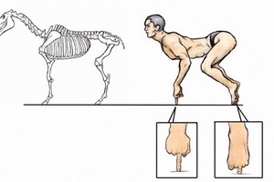 Nếu cơ thể con người có cấu trúc tương tự như các loài động vật thì sẽ 