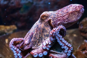 Anh: công bố dự luật bảo vệ những loài như bạch tuộc và tôm hùm, giúp chúng khỏi đau đớn trước khi bị nấu