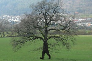 Cây đi bộ ở Ecuador: Mỗi năm di chuyển tới 20 mét