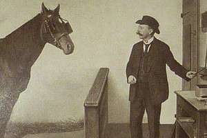 Hans: Chú ngựa thiên tài biết đọc và đếm