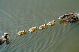 Vì sao vịt con thường bơi thành hàng nối đuôi sau vịt mẹ? Là thói quen "bám mẹ" hay còn nguyên nhân nào khác?