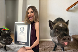 Một chú lợn vừa lập kỷ lục Guiness thế giới, lượng follow "bá đạo", gây sốc cộng đồng mạng