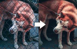 Cách xóa bỏ hàng rào trong ảnh đơn giản bằng Photoshop trong 3 bước