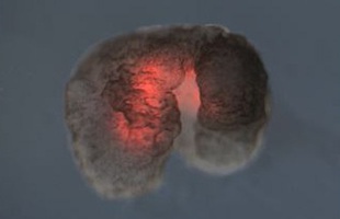 Đột phá: Các nhà khoa học vừa tạo ra một "dạng sống" hoàn toàn mới trên Trái Đất