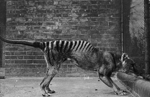 Cứ ngỡ đã tuyệt chủng từ những năm 1930, nhưng có lẽ hổ Tasmania vẫn còn tồn tại đâu đó ngoài kia