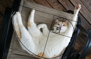[Chùm ảnh vui] Tỉ lệ vàng Fibonacci đã chứng minh: Mèo là loài động vật hoàn hảo
