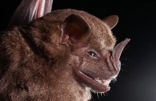 Được mệnh danh là "bể chứa virus", sinh vật bị nghi lan truyền virus corona có sự tiến hóa đáng sợ nào?