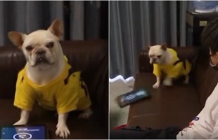 Đang chơi game thì bị chủ phá, chú chó "bá đạo" ném luôn iPad, quay sang lườm nguýt khiến cộng đồng mạng cực kỳ nể phục