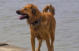 Chú chó "trung thành" nhất thế giới, bỏ công chạy hẳn 100km về "phục hận", cắn chủ nhập viện,