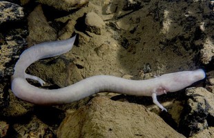 Loài kỳ giông 'lười nhất quả Đất': 7 năm mới thèm di chuyển một lần, ăn một bữa no một thập kỷ