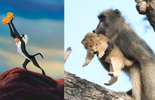 Lion King đời thực là đây: Chú khỉ đầu chó vừa leo trèo vừa bế sư tử con, quyết không buông tay