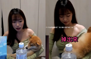 Nữ streamer âu yếm cún cưng trên sóng rồi suýt bị tụt áo lộ vòng một, cộng đồng mạng khen ngợi "Làm tốt lắm chú cún"