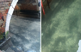 Chỉ sau vài ngày bị phong tỏa, các con kênh tại Venice trở nên trong như "pha lê"