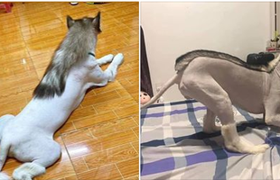 Cộng đồng mạng "xúc động", ngỡ ngàng trước chú chó được tỉa lông theo phong cách không thể "trẻ trâu" hơn