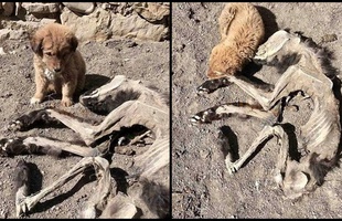 Chú chó nhỏ buồn bã nép mình bên xác khô của mẹ khiến cư dân mạng xúc động về tình mẫu tử