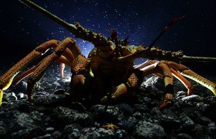 7 loài sinh vật bất tử, sở hữu skill 'cải lão hoàn đồng' đang tồn tại trên Trái Đất