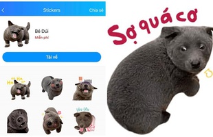 Ngoạn mục như idol Nguyễn Văn Dúi, được lấy cả hình ảnh để làm bộ sticker trên Zalo, fan đòi hỏi "Bao giờ Facebook mới có"