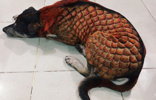 Thanh niên nhuộm lông cún cưng để trở thành "Dragondog" bị chê là "ngược đãi động vật"