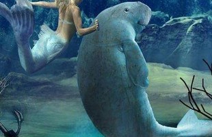 Tại sao sinh vật biển chủ yếu là động vật ăn thịt và hiếm khi nhìn thấy động vật ăn cỏ biển?