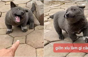 Bất ngờ xuất hiện game mobile giống idol Nguyễn Văn Dúi cực ngớ ngẩn nhưng vô cùng hài hước?