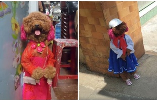 Cộng đồng mạng phát cuồng với hình ảnh "cô chó" đi học như người thật, lại sắp thành idol như Nguyễn Văn Dúi chăng?