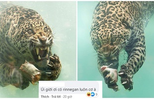 Cộng đồng mạng ngỡ ngàng trước thần thái "chất lừ" của báo đốm khi săn mồi dưới nước, vẫn tự tin troll "Con báo này có Rinnegan à"
