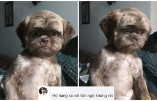 Cộng đồng mạng sững sờ trước nhan sắc có một không hai của chú cún, tự hỏi liệu có phải Tôn Ngộ Không "chuyển sinh"