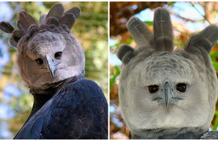 Cộng đồng mạng trầm trồ, ngỡ ngàng trước "Thần Điêu Đại Hiệp" phiên bản đời thực giống tới khó tin