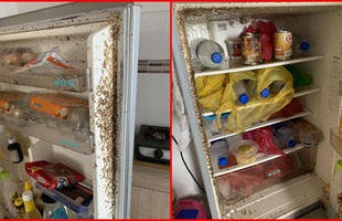 Mở tủ lạnh sau 4 tháng nghỉ tránh dịch, nữ sinh rùng mình vì "vương quốc giòi bọ"